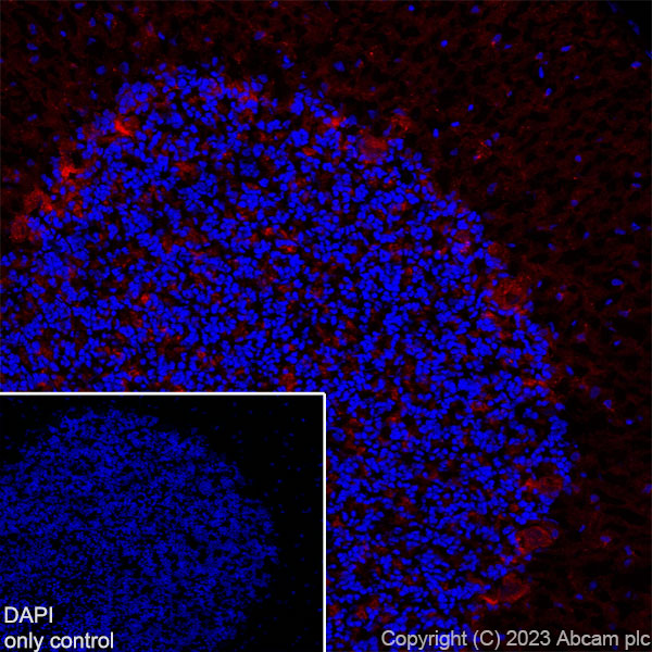 Immunohistochemistry (Frozen sections) - Alexa Fluor® 647 Anti-GAD65 + GAD67 antibody [EPR19366] (AB313591), expandable thumbnail