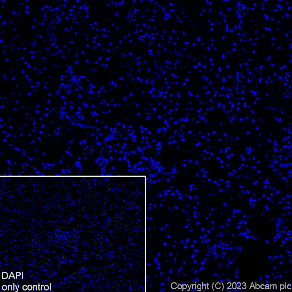 Immunohistochemistry (Frozen sections) - Alexa Fluor® 647 Anti-GAD65 + GAD67 antibody [EPR19366] (AB313591), expandable thumbnail