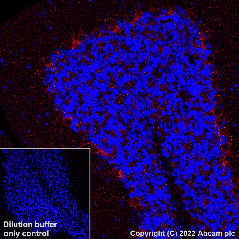Immunohistochemistry (Formalin/PFA-fixed paraffin-embedded sections) - Alexa Fluor® 647 Anti-GAD67/GAD1 antibody [EPR20578] (AB306597)