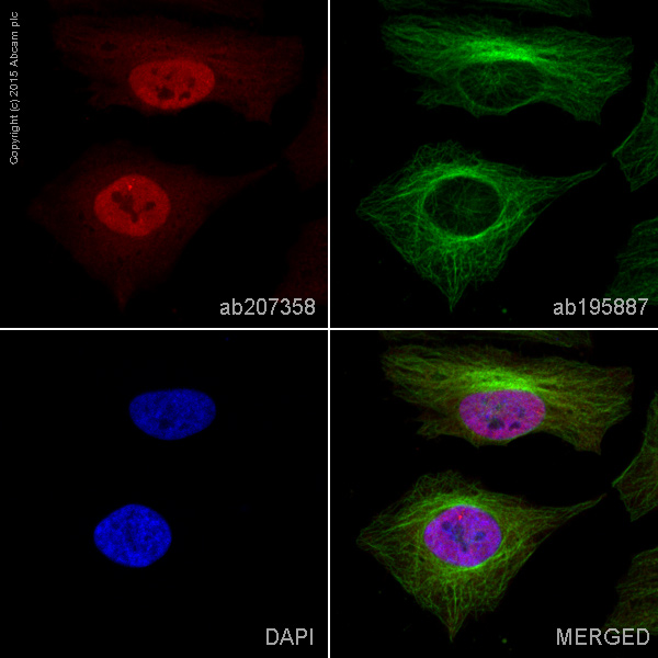 Immunocytochemistry/ Immunofluorescence - Alexa Fluor® 647 Anti-Galectin 3 antibody [EPR2774] (AB207358), expandable thumbnail