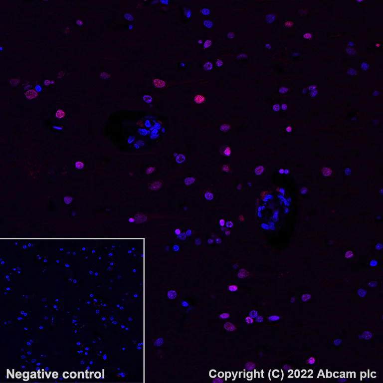 Alexa Fluor® 647 conjugated Anti-gamma H2A.X (phospho S139