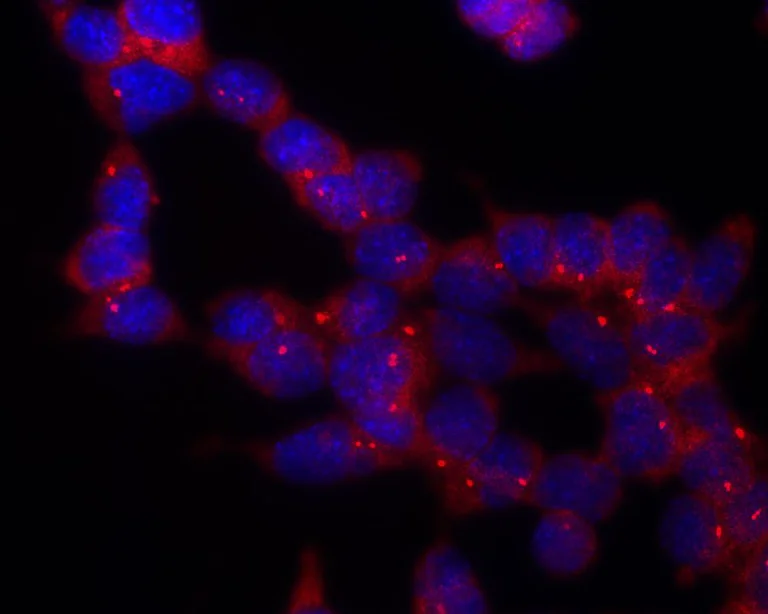 Immunocytochemistry/ Immunofluorescence - Alexa Fluor® 647 Anti-gamma Tubulin antibody [TU-30] - C-terminal - Centrosome Marker (AB191114)
