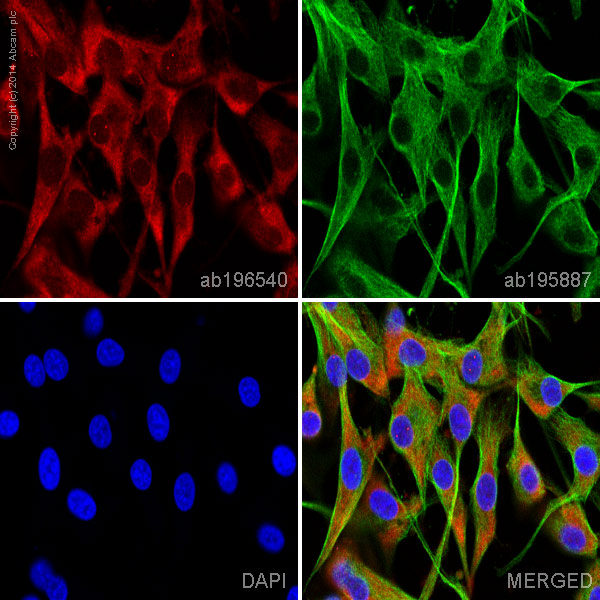 Immunocytochemistry/ Immunofluorescence - Alexa Fluor® 647 Anti-GAP43 antibody [EP890Y] - Neuronal Marker (AB196540), expandable thumbnail