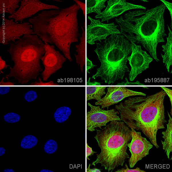 Immunocytochemistry/ Immunofluorescence - Alexa Fluor® 647 Anti-GAPDH antibody [3E8AD9] (AB198105)