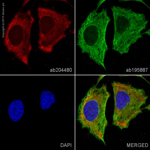 Immunocytochemistry/ Immunofluorescence - Alexa Fluor® 647 Anti-GAPDH antibody [EPR16884] (AB204480)