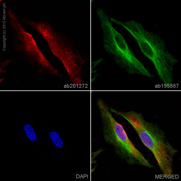 Immunocytochemistry/ Immunofluorescence - Alexa Fluor® 647 Anti-GAPDH antibody [EPR16891] (AB201272)
