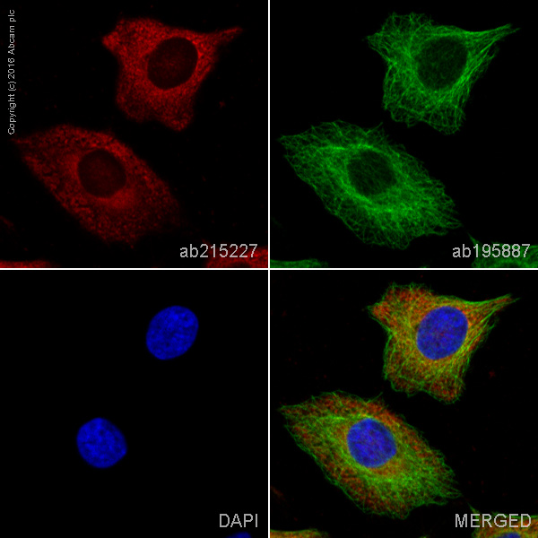 Immunocytochemistry/ Immunofluorescence - Alexa Fluor® 647 Anti-GAPDH antibody [EPR6256] (AB215227), expandable thumbnail