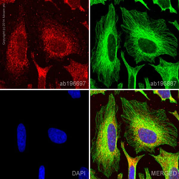 Immunocytochemistry/ Immunofluorescence - Alexa Fluor® 647 Anti-GAPDH antibody [mAbcam 9484] (AB196697)