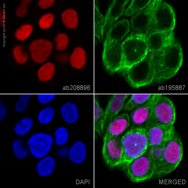 Immunocytochemistry/ Immunofluorescence - Alexa Fluor® 647 Anti-GATA3 antibody [EPR16651] (AB208896), expandable thumbnail