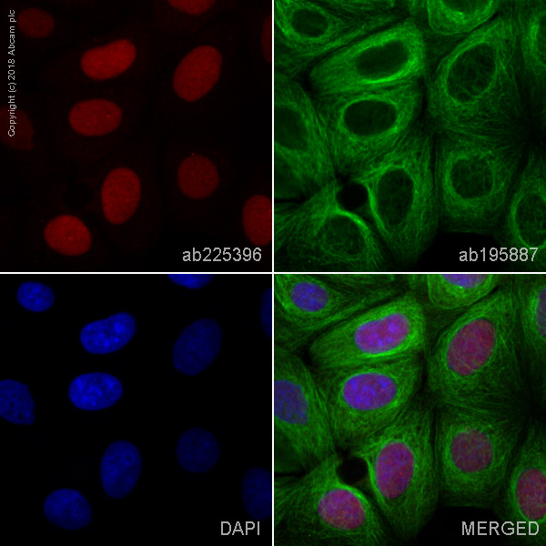 Immunocytochemistry/ Immunofluorescence - Alexa Fluor® 647 Anti-Geminin antibody [EPR14637] (AB225396), expandable thumbnail