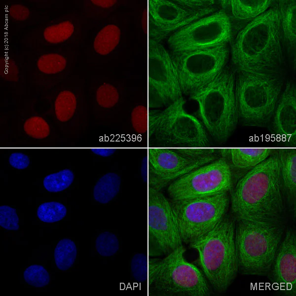 Immunocytochemistry/ Immunofluorescence - Alexa Fluor® 647 Anti-Geminin antibody [EPR14637] (AB225396)