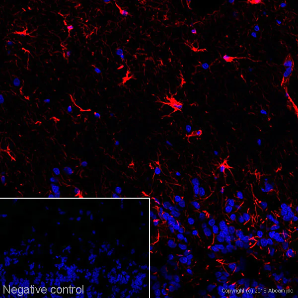 Immunohistochemistry (Frozen sections) - Alexa Fluor® 647 Anti-GFAP antibody [EPR1034Y] - Astrocyte Marker (AB194325)