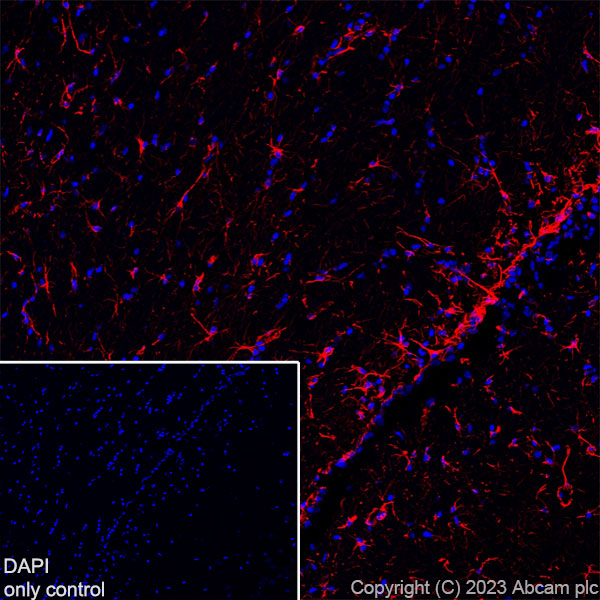 Immunohistochemistry (Frozen sections) - Alexa Fluor® 647 Anti-GFAP antibody [EPR1034Y] - Mouse IgG1 Chimeric (ab313596), expandable thumbnail