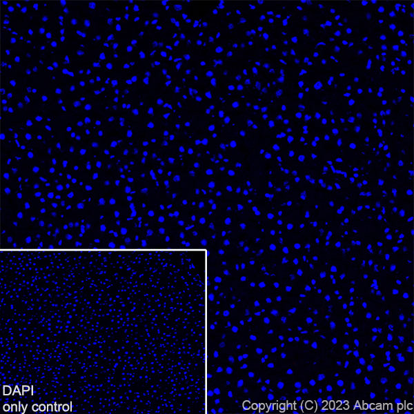 Immunohistochemistry (Frozen sections) - Alexa Fluor® 647 Anti-GFAP antibody [EPR1034Y] - Mouse IgG1 Chimeric (ab313596), expandable thumbnail