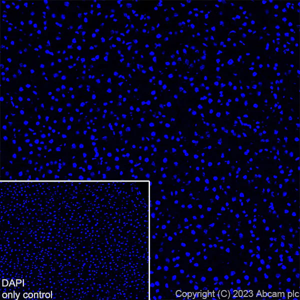 Immunohistochemistry (Frozen sections) - Alexa Fluor® 647 Anti-GFAP antibody [EPR1034Y] - Mouse IgG1 Chimeric (AB313596)