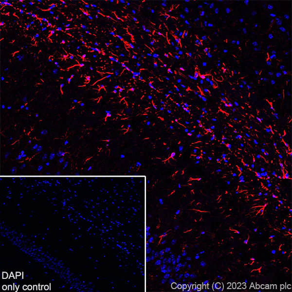 Immunohistochemistry (Frozen sections) - Alexa Fluor® 647 Anti-GFAP antibody [EPR1034Y] - Mouse IgG1 Chimeric (AB313596)