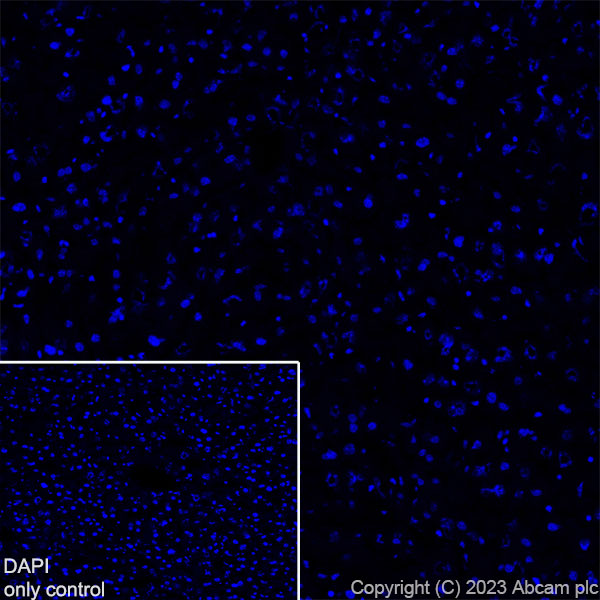 Immunohistochemistry (Frozen sections) - Alexa Fluor® 647 Anti-GFAP antibody [EPR1034Y] - Mouse IgG1 Chimeric (ab313596), expandable thumbnail