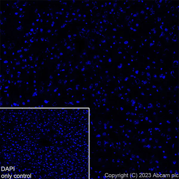 Immunohistochemistry (Frozen sections) - Alexa Fluor® 647 Anti-GFAP antibody [EPR1034Y] - Mouse IgG1 Chimeric (AB313596)