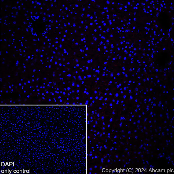 Immunohistochemistry (Frozen sections) - Alexa Fluor® 647 Anti-GFAP antibody [EPR1034Y] - Mouse IgG2a (Chimeric) (AB317720)