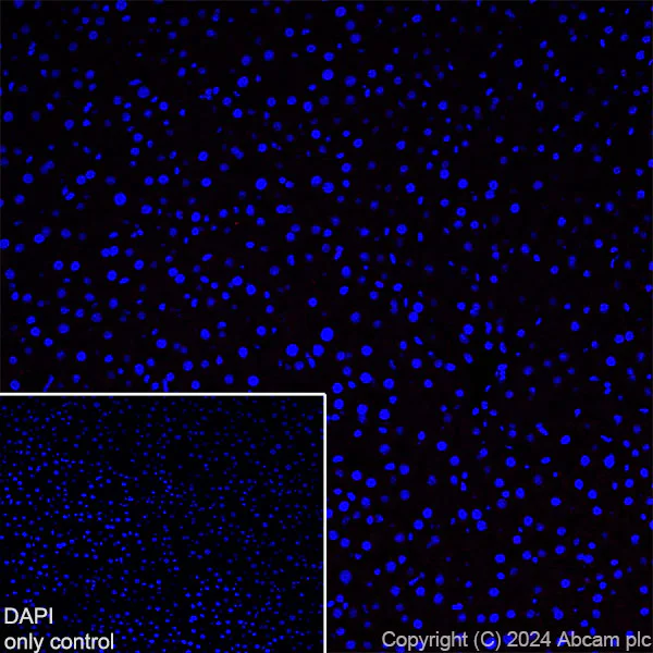 Immunohistochemistry (Frozen sections) - Alexa Fluor® 647 Anti-GFAP antibody [EPR1034Y] - Mouse IgG2a (Chimeric) (AB317720)