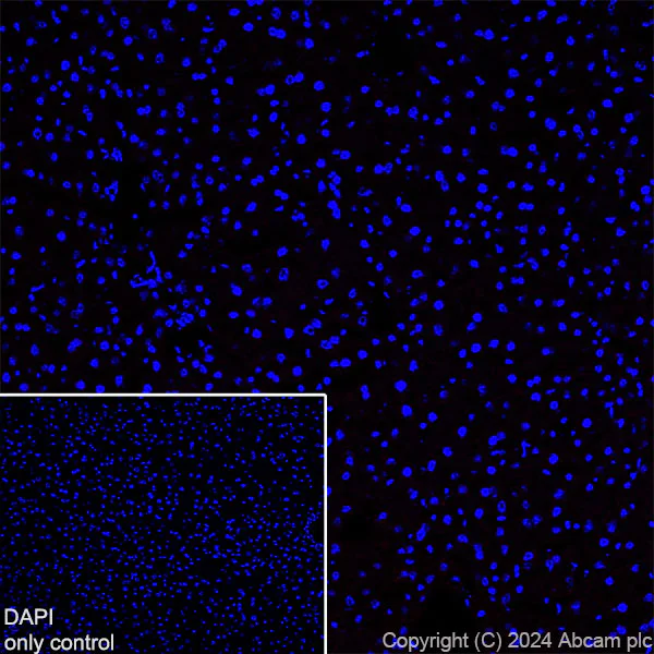 Immunohistochemistry (Frozen sections) - Alexa Fluor® 647 Anti-GFAP antibody [EPR1034Y] - Rat IgG2a (Chimeric) (AB317721)