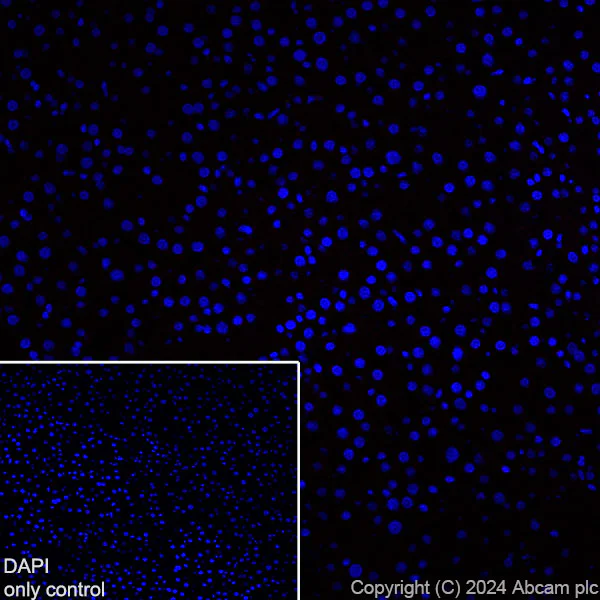 Immunohistochemistry (Frozen sections) - Alexa Fluor® 647 Anti-GFAP antibody [EPR1034Y] - Rat IgG2a (Chimeric) (AB317721)