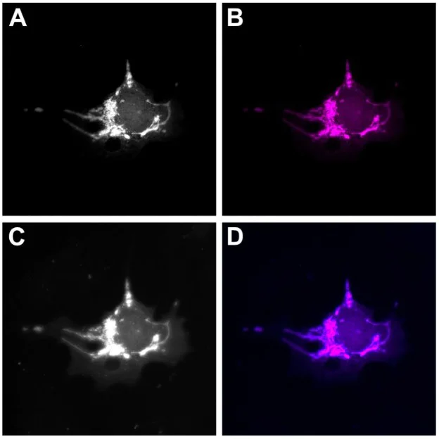 Immunocytochemistry/ Immunofluorescence - Alexa Fluor® 647 Anti-GFP VHH antibody [1H1 / 1B2] (AB325281)