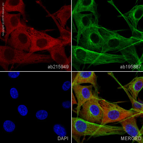 Immunocytochemistry/ Immunofluorescence - Alexa Fluor® 647 Anti-GFPT2 antibody [EPR19095] (AB215949)