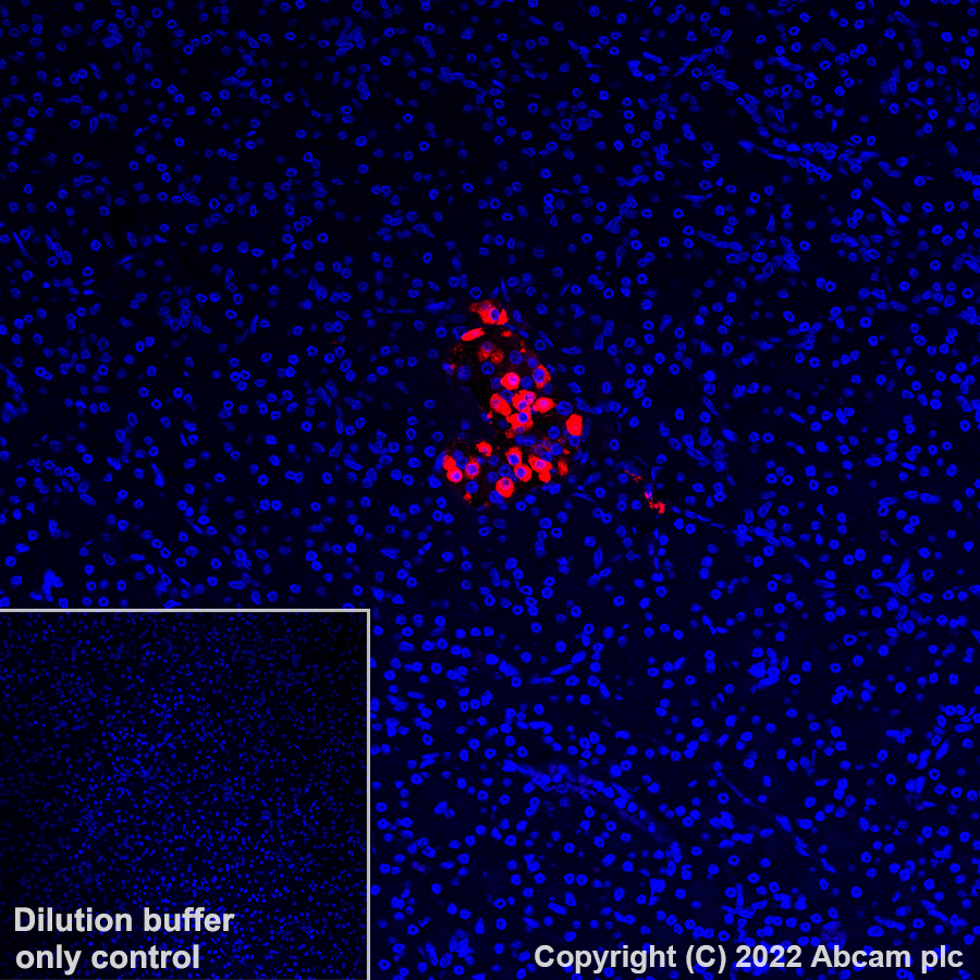 Immunohistochemistry (Formalin/PFA-fixed paraffin-embedded sections) - Alexa Fluor® 647 Anti-Glucagon antibody [EP3070] (AB307337), expandable thumbnail