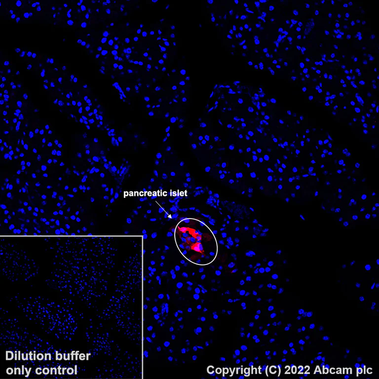 Immunohistochemistry (Formalin/PFA-fixed paraffin-embedded sections) - Alexa Fluor® 647 Anti-Glucagon antibody [EP3070] (AB307337)