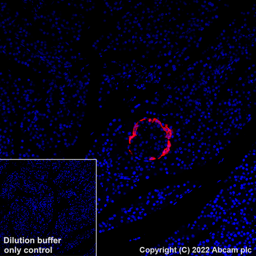Immunohistochemistry (Formalin/PFA-fixed paraffin-embedded sections) - Alexa Fluor® 647 Anti-Glucagon antibody [EP3070] (AB307337), expandable thumbnail
