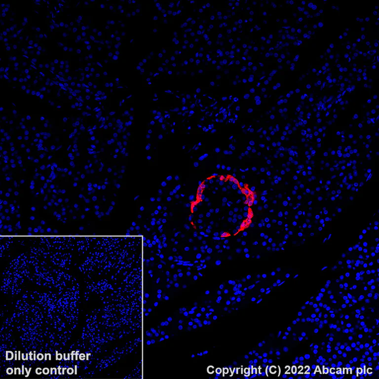 Immunohistochemistry (Formalin/PFA-fixed paraffin-embedded sections) - Alexa Fluor® 647 Anti-Glucagon antibody [EP3070] (AB307337)