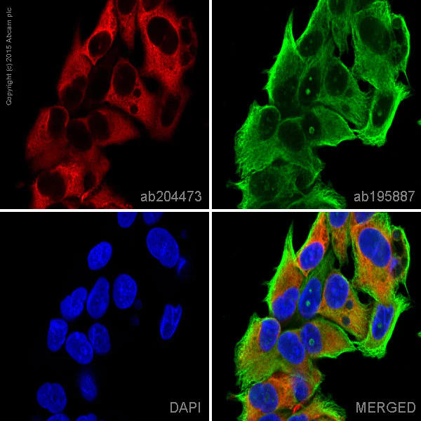 Immunocytochemistry/ Immunofluorescence - Alexa Fluor® 647 Anti-Glucose 6 Phosphate Dehydrogenase antibody [EPR6292] (AB204473)