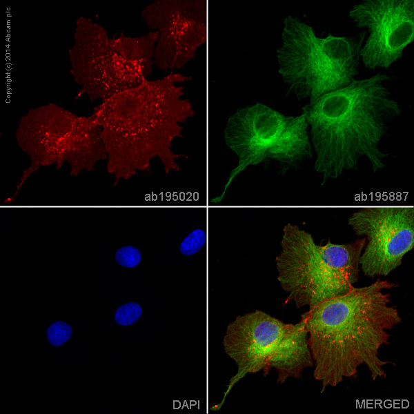 Immunocytochemistry/ Immunofluorescence - Alexa Fluor® 647 Anti-Glucose Transporter GLUT1 antibody [EPR3915] (AB195020), expandable thumbnail