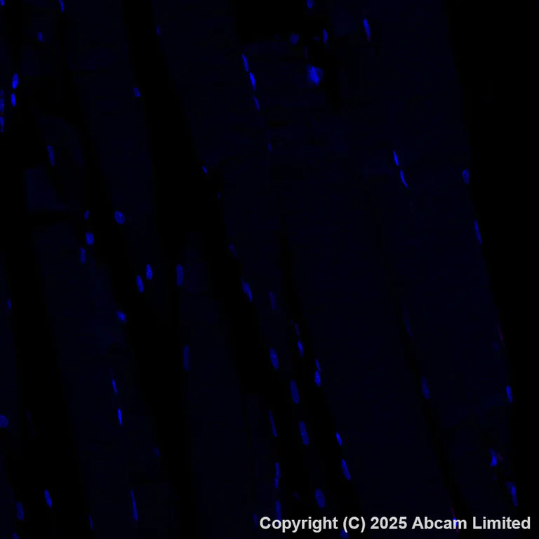 Immunohistochemistry (Formalin/PFA-fixed paraffin-embedded sections) - Alexa Fluor® 647 Anti-Glucose Transporter GLUT3 + GLUT14 antibody [EPR28481-54] (AB325112)