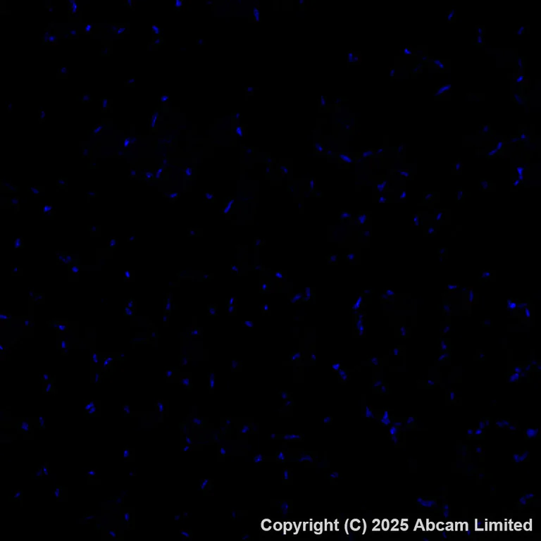 Immunohistochemistry (Formalin/PFA-fixed paraffin-embedded sections) - Alexa Fluor® 647 Anti-Glucose Transporter GLUT3 + GLUT14 antibody [EPR28481-54] (AB325112)
