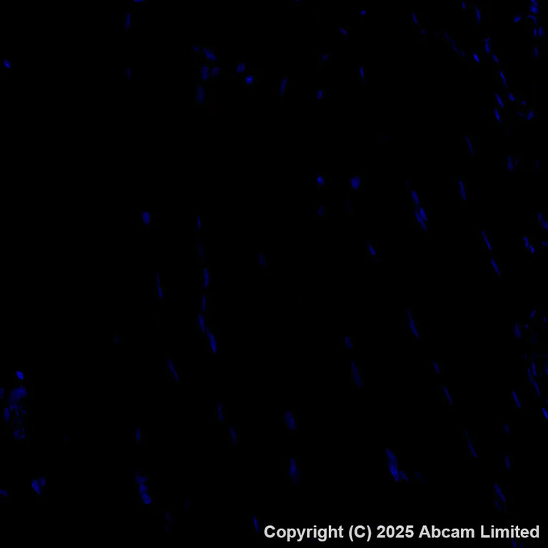 Immunohistochemistry (Formalin/PFA-fixed paraffin-embedded sections) - Alexa Fluor® 647 Anti-Glucose Transporter GLUT3 + GLUT14 antibody [EPR28481-54] (AB325112)