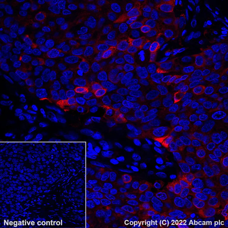Immunohistochemistry (Formalin/PFA-fixed paraffin-embedded sections) - Alexa Fluor® 647 Anti-Glutamine Synthetase antibody [EPR13022(B)] (AB300751)