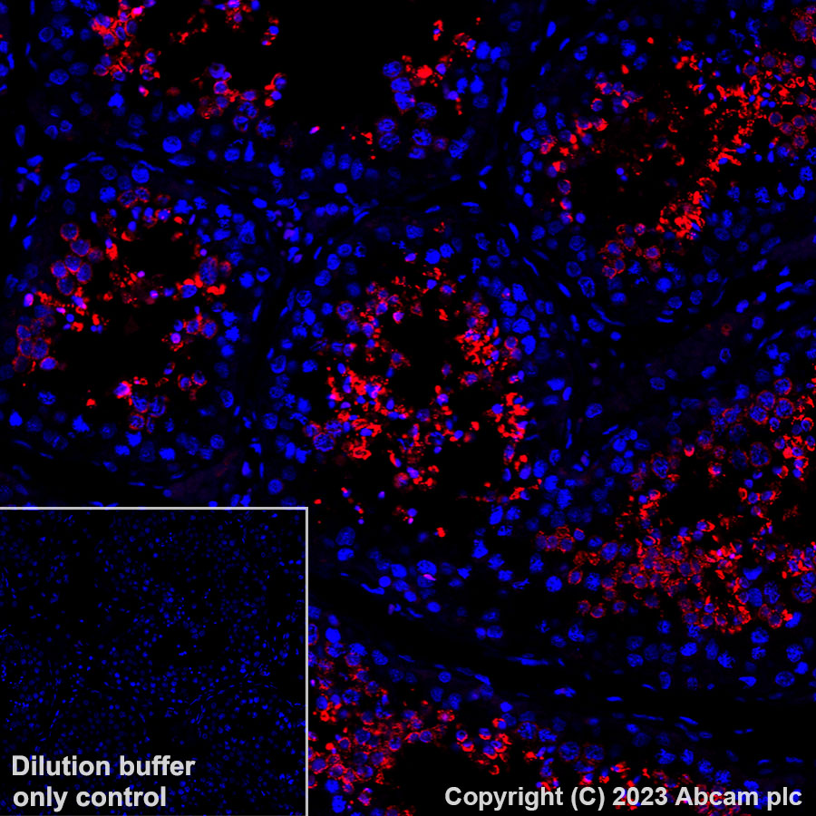 glutathione peroxidase 4 antibody Alexa Fluor 647 Anti-Glutathione Peroxidase 4 antibody [EPNCIR144]
