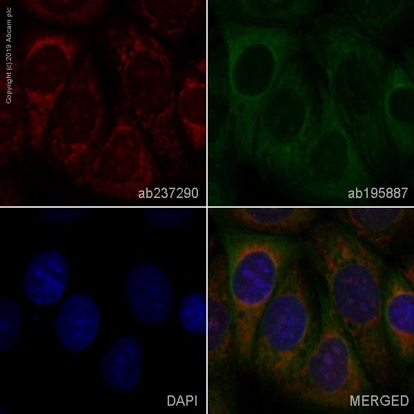 Immunocytochemistry/ Immunofluorescence - Alexa Fluor® 647 Anti-Glypican 1/ GPC1 antibody [EPR19285] (AB237290)