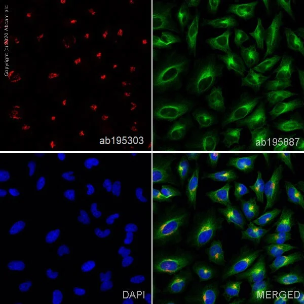 Immunocytochemistry/ Immunofluorescence - Alexa Fluor® 647 Anti-GM130 antibody [EP892Y] - cis-Golgi Marker (AB195303)