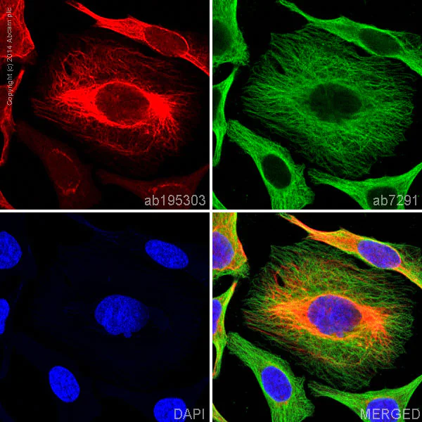 Alexa Fluor® 647 conjugated Anti-GM130 antibody [EP892Y] - cis
