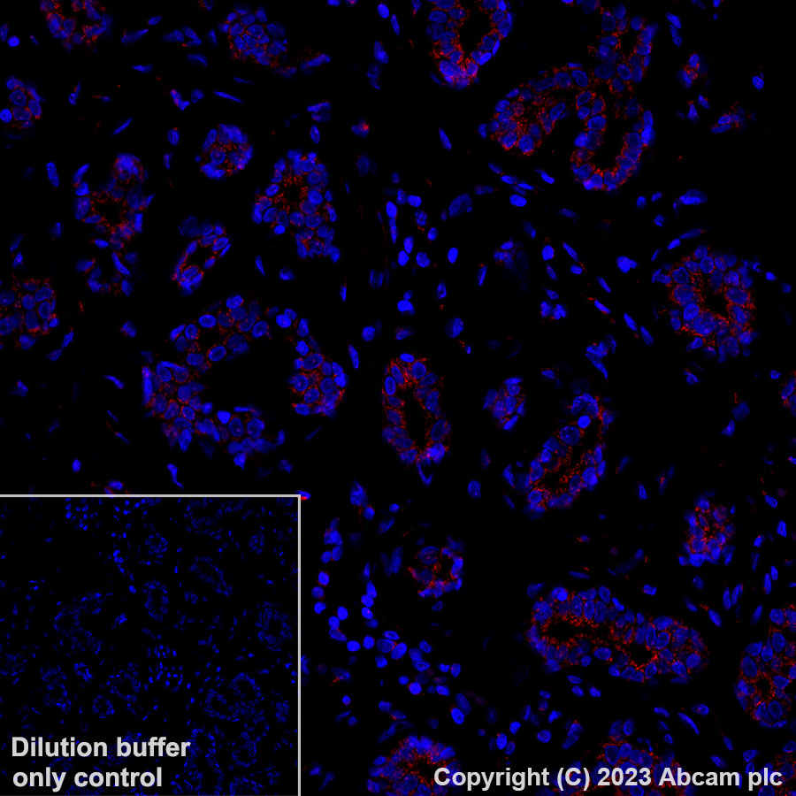 Alexa Fluor 647 Anti-GM130 antibody [EP892Y] - cis-Golgi Marker
