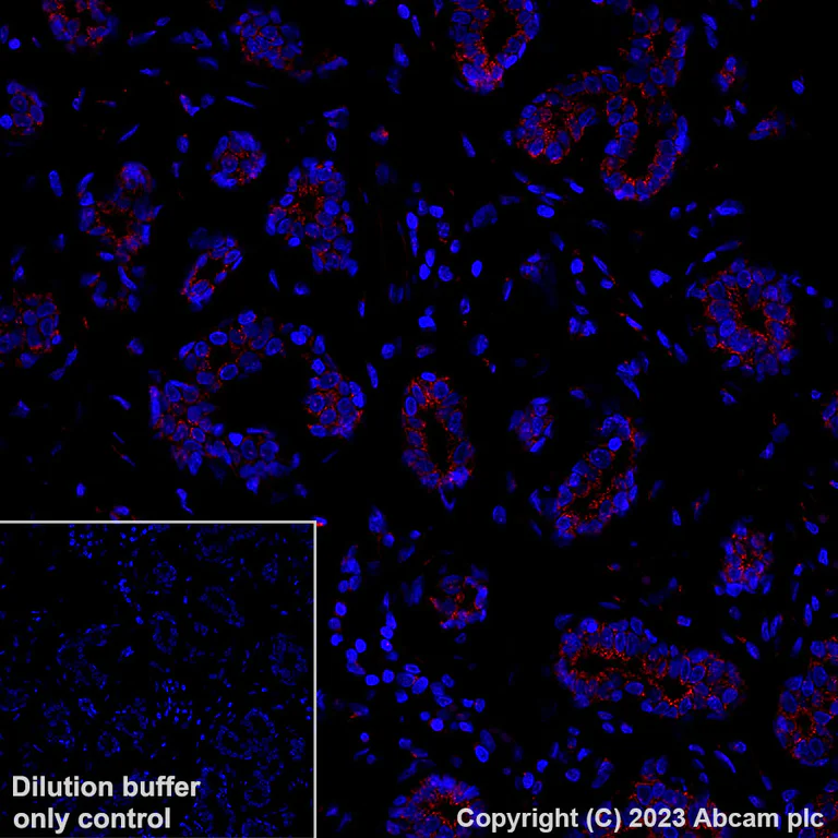 Immunohistochemistry (Formalin/PFA-fixed paraffin-embedded sections) - Alexa Fluor® 647 Anti-GM130 antibody [EP892Y] - cis-Golgi Marker (AB195303)