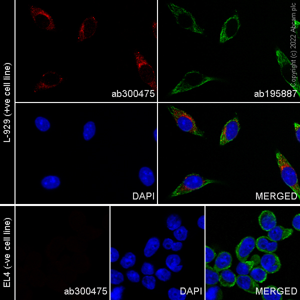 Immunocytochemistry/ Immunofluorescence - Alexa Fluor® 647 Anti-Gpnmb antibody [EPR18226-147] (AB300475)