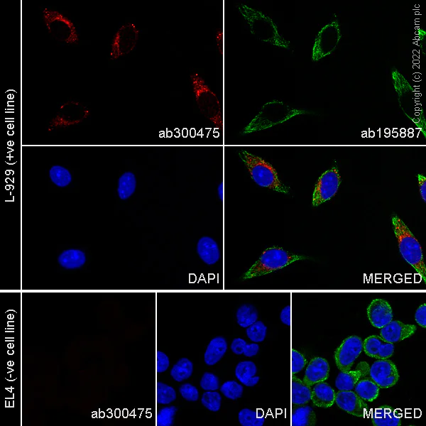 Immunocytochemistry/ Immunofluorescence - Alexa Fluor® 647 Anti-Gpnmb antibody [EPR18226-147] (AB300475)