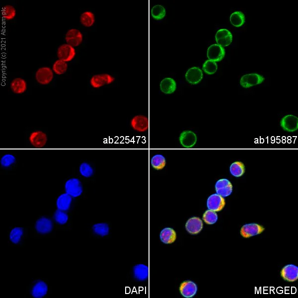 Immunocytochemistry/ Immunofluorescence - Alexa Fluor® 647 Anti-Granzyme B antibody [EPR20129-217] (AB225473)