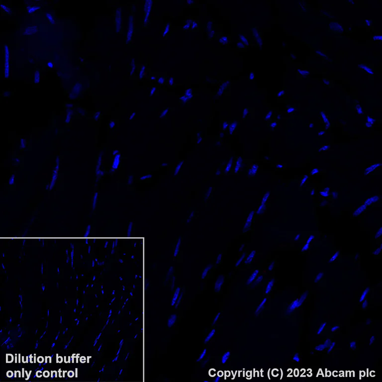 Immunohistochemistry (Formalin/PFA-fixed paraffin-embedded sections) - Alexa Fluor® 647 Anti-Granzyme B antibody [EPR20129-217] (AB225473)