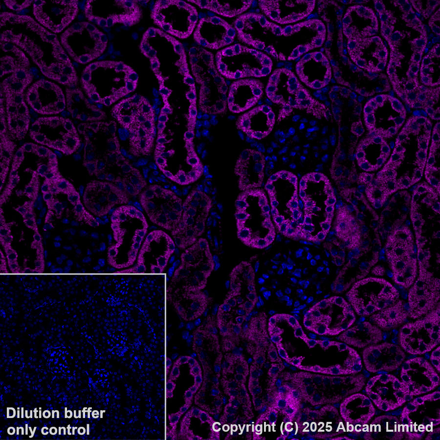 Immunohistochemistry (Formalin/PFA-fixed paraffin-embedded sections) - Alexa Fluor® 647 Anti-Grp75/MOT antibody [EPR29618-542] (AB324076), expandable thumbnail