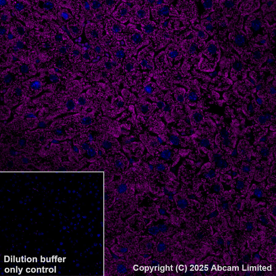 Immunohistochemistry (Formalin/PFA-fixed paraffin-embedded sections) - Alexa Fluor® 647 Anti-Grp75/MOT antibody [EPR29618-542] (AB324076), expandable thumbnail